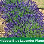 Hidcote Blue Lavender Plants