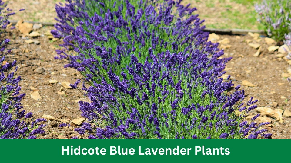 Hidcote Blue Lavender Plants