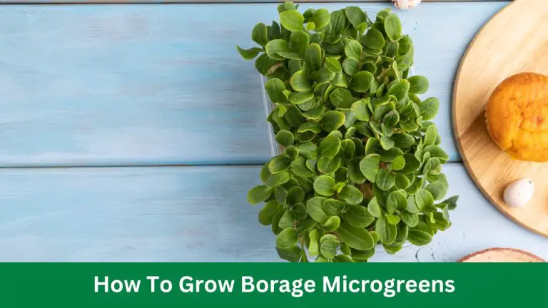 How To Grow Borage Microgreens: Easy Expert Tips