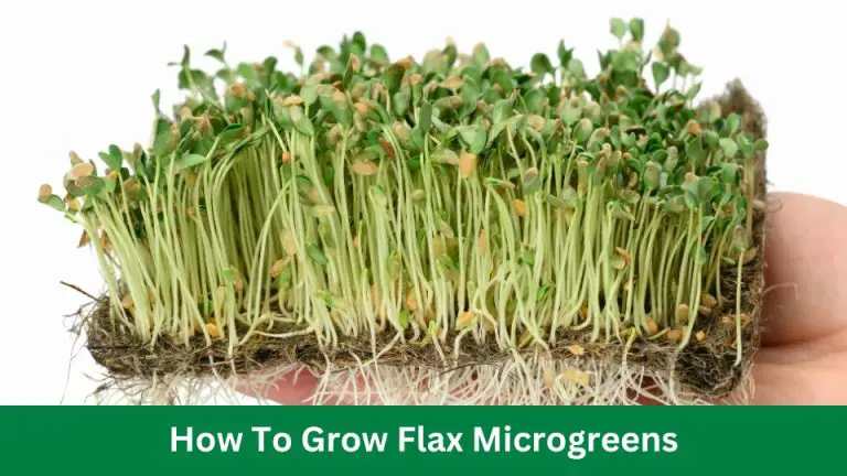 How To Grow Flax Microgreens: Insider Tips