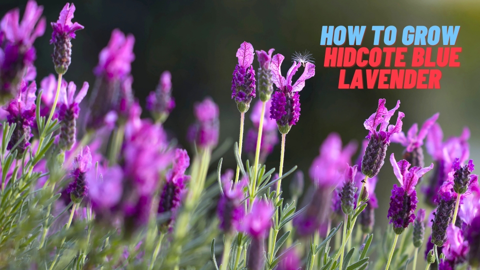 How To Grow Hidcote Blue Lavender