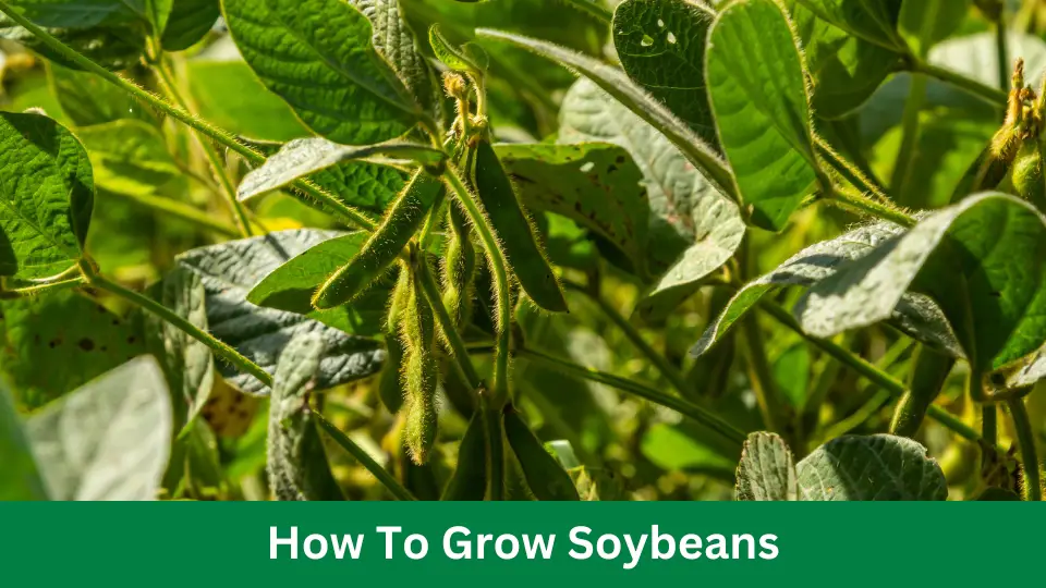 How To Grow Soybeans