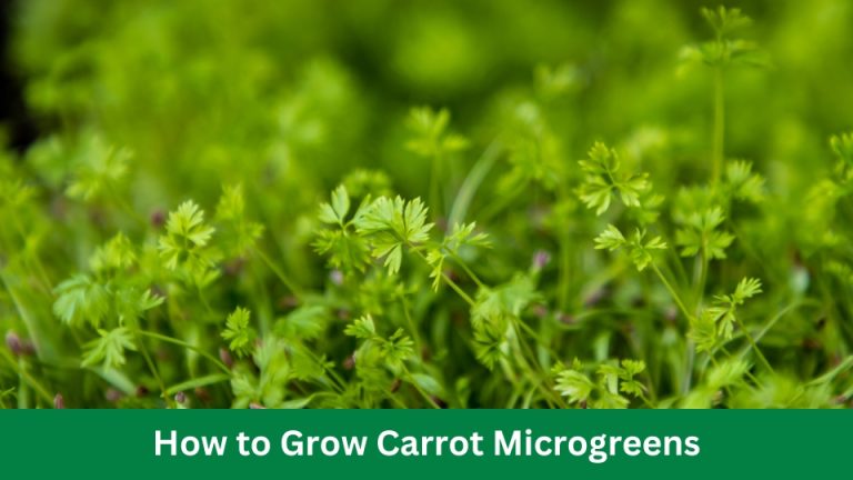 How to Grow Carrot Microgreens Easy And Fast