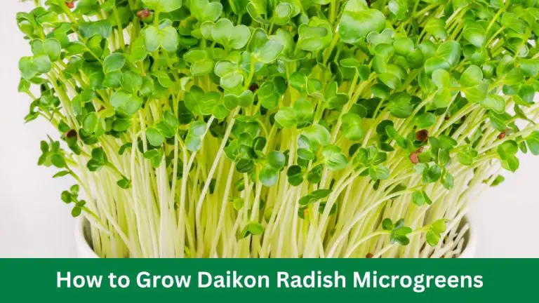 How to Grow Daikon Radish Microgreens Fast and Easy
