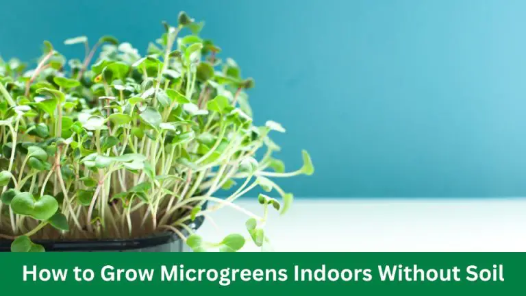 How to Grow Microgreens Indoors Without Soil