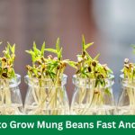 How to Grow Mung Beans Fast And Easy