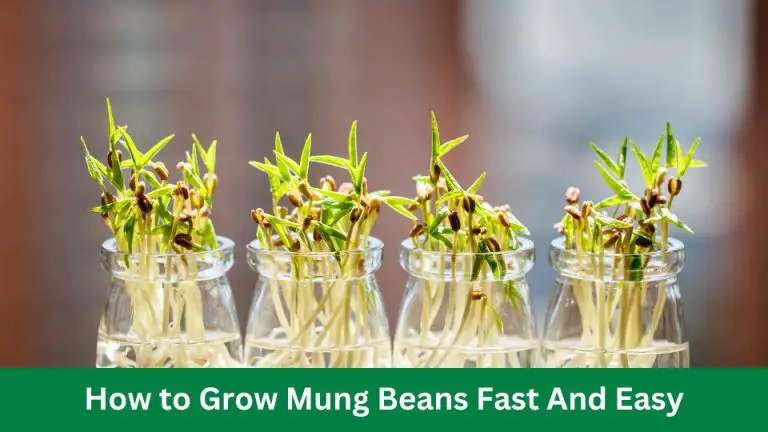 How to Grow Mung Beans Fast And Easy