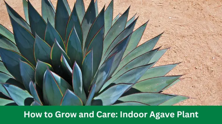 How to Grow and Care: Indoor Agave Plant 2024
