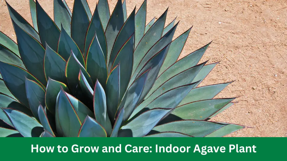 How to Grow and Care: Indoor Agave Plant