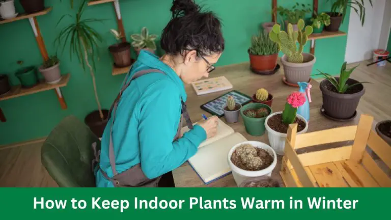 How to Keep Indoor Plants Warm in Winter