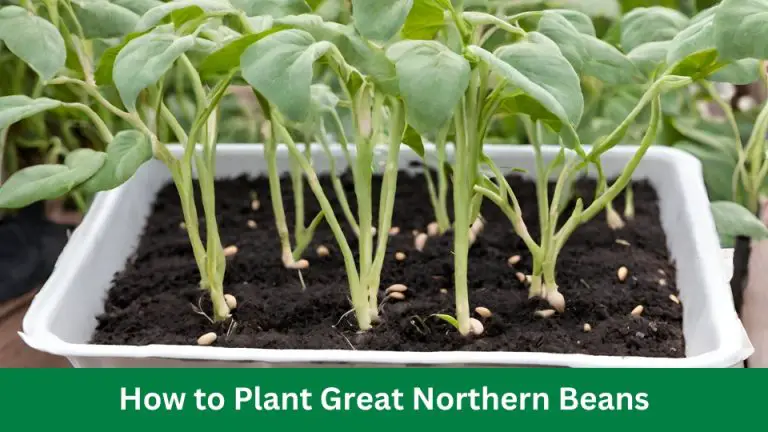 How to Plant Great Northern Beans Fast and Easy