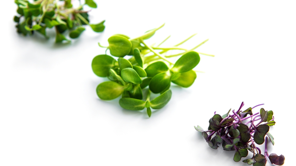 Importance Of Selling Microgreens To Restaurants