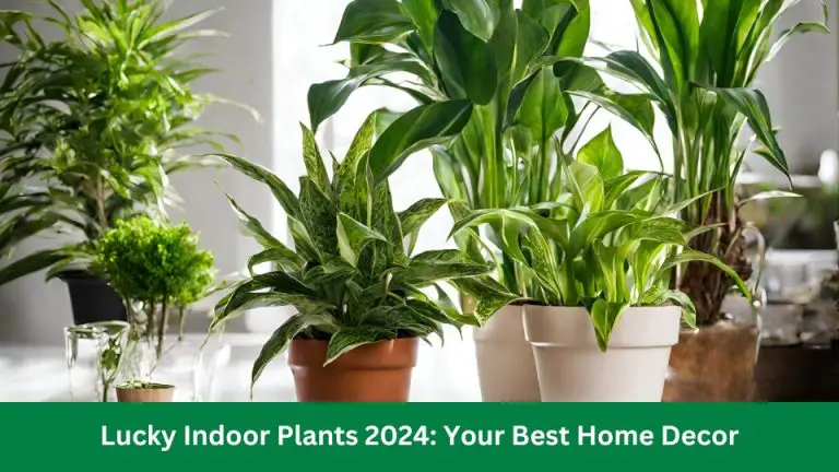 Lucky Indoor Plants 2024: Your Best Home Decor