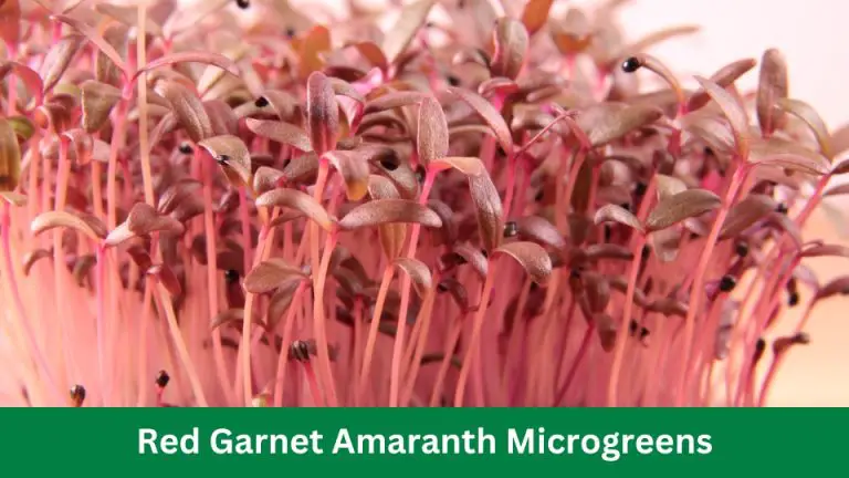 Red Garnet Amaranth Microgreens: Nutrient-Packed Superfood!