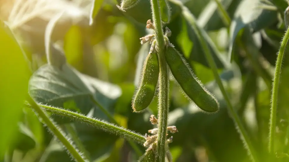 Selecting The Right Soybean Variety