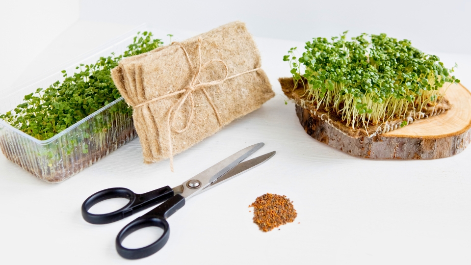 Setting Up A Microgreen Business