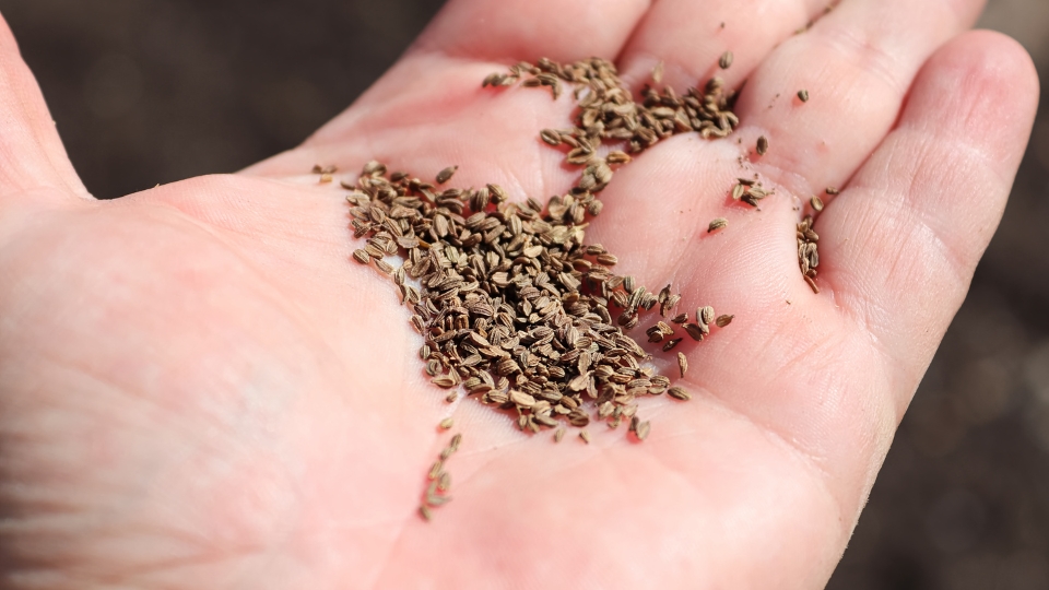 Sowing The Carrot Seeds