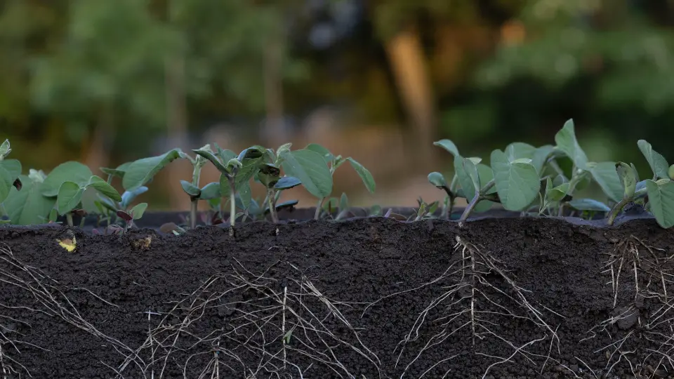 Soybeans Planting Techniques