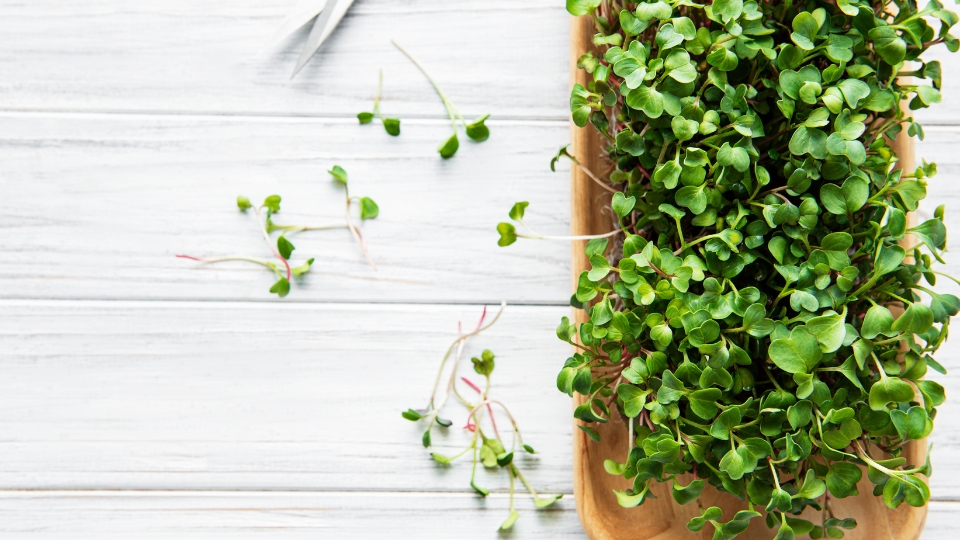 The Allure Of Soilless Microgreens