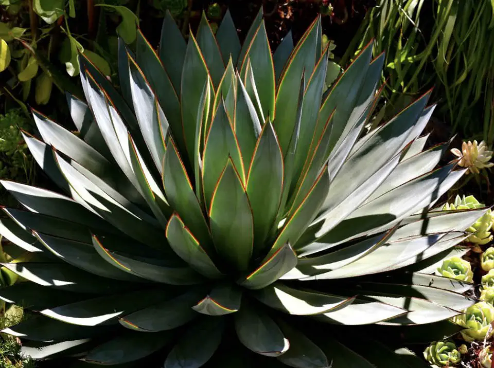 The Rise Of Indoor Agave Plants