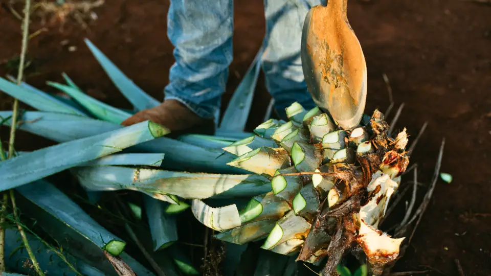 Utilization Of Harvested Agave Plants