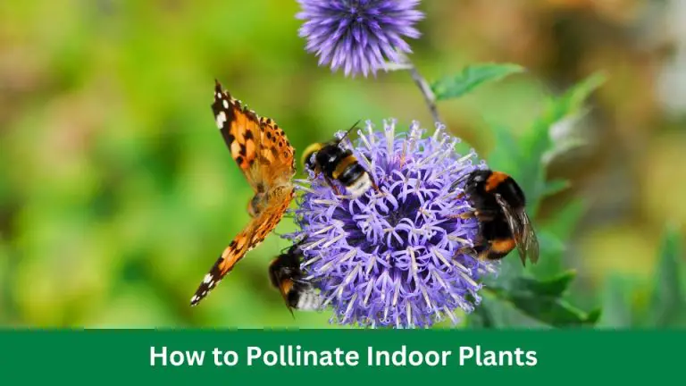 How to Pollinate Indoor Plants: Essential Tips for You 2024