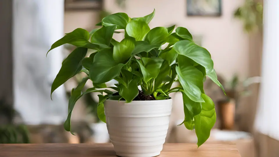 Tips For Caring For Chinese Indoor Plants
