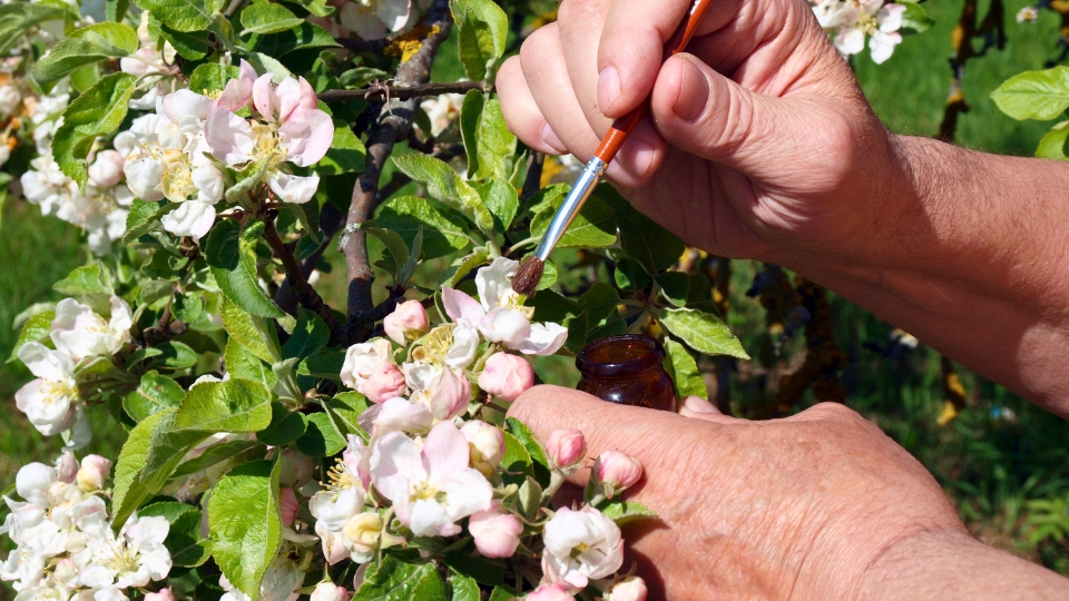 Understanding Pollination In Indoor Plants