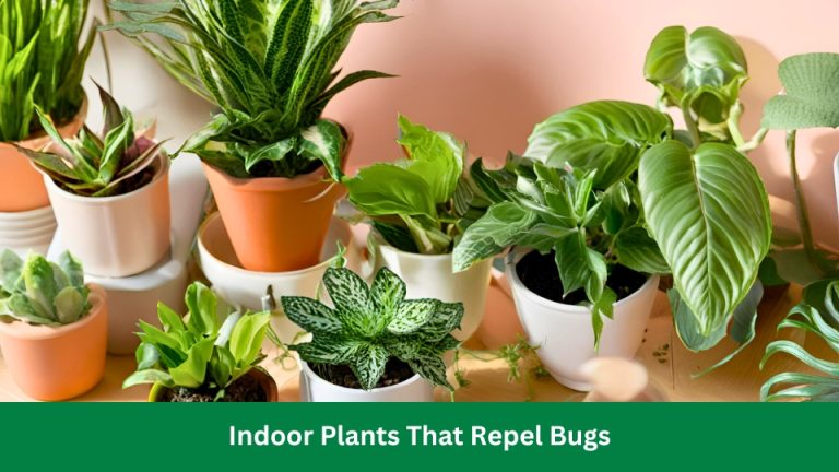 Indoor Plants That Repel Bugs